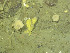  ( - DY081_0327)  @11 [ ] CreativeCommons - Attribution Share-Alike (2025) Unspecified Huntsman Marine Science Centre