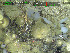  ( - DY081_0352)  @11 [ ] CreativeCommons - Attribution Share-Alike (2025) Unspecified Huntsman Marine Science Centre