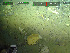  (Lissodendoryx diversichela - DY081_0837)  @11 [ ] CreativeCommons - Attribution Share-Alike (2025) Unspecified Huntsman Marine Science Centre