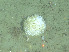  ( - DY081_0868)  @11 [ ] CreativeCommons - Attribution Share-Alike (2025) Unspecified Huntsman Marine Science Centre