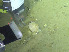  ( - DY081_0869)  @11 [ ] CreativeCommons - Attribution Share-Alike (2025) Unspecified Huntsman Marine Science Centre