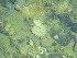  ( - DY081_0871)  @11 [ ] CreativeCommons - Attribution Share-Alike (2025) Unspecified Huntsman Marine Science Centre