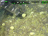  ( - DY081_0872)  @11 [ ] CreativeCommons - Attribution Share-Alike (2025) Unspecified Huntsman Marine Science Centre