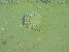  ( - DY081_0879)  @11 [ ] CreativeCommons - Attribution Share-Alike (2025) Unspecified Huntsman Marine Science Centre