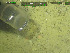  ( - DY081_0969)  @11 [ ] CreativeCommons - Attribution Share-Alike (2025) Unspecified Huntsman Marine Science Centre