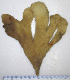  ( - ARC81472)  @11 [ ] Unspecified (default): All Rights Reserved  Fisheries and Oceans Canada Unspecified