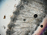  ( - ARC81496)  @11 [ ] Unspecified (default): All Rights Reserved  Fisheries and Oceans Canada Unspecified