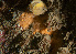  ( - ARC82132)  @11 [ ] Unspecified (default): All Rights Reserved  Huntsman Marine Science Centre Unspecified