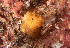  ( - ARC82040)  @11 [ ] Unspecified (default): All Rights Reserved  Huntsman Marine Science Centre Unspecified