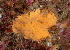  ( - ARC82110)  @11 [ ] Unspecified (default): All Rights Reserved  Huntsman Marine Science Centre Unspecified