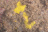  (Aplysilla sulfurea - GM2024_32)  @11 [ ] CreativeCommons - Attribution Share-Alike (2025) Unspecified Huntsman Marine Science Centre
