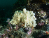  (Halichondria panicea - HMSC174-01506)  @11 [ ] CreativeCommons - Attribution Share-Alike (2024) Unspecified Huntsman Marine Science Centre