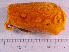  ( - HMSC174_02758)  @11 [ ] CreativeCommons - Attribution Share-Alike (2024) Unspecified Huntsman Marine Science Centre