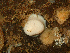  ( - HMSC174_02763)  @11 [ ] CreativeCommons - Attribution Share-Alike (2024) Unspecified Huntsman Marine Science Centre