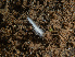  ( - HMSC174_02794)  @11 [ ] CreativeCommons - Attribution Share-Alike (2024) Unspecified Huntsman Marine Science Centre