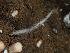  ( - HMSC174_02796)  @11 [ ] CreativeCommons - Attribution Share-Alike (2024) Unspecified Huntsman Marine Science Centre