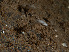  ( - HMSC174_02797)  @11 [ ] CreativeCommons - Attribution Share-Alike (2024) Unspecified Huntsman Marine Science Centre