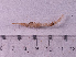  ( - HMSC174_02797)  @11 [ ] CreativeCommons - Attribution Share-Alike (2024) Unspecified Huntsman Marine Science Centre