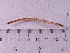  ( - HMSC174_02798)  @11 [ ] CreativeCommons - Attribution Share-Alike (2024) Unspecified Huntsman Marine Science Centre