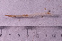  ( - HMSC174_02806)  @11 [ ] CreativeCommons - Attribution Share-Alike (2024) Unspecified Huntsman Marine Science Centre