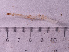  ( - HMSC174_02808)  @11 [ ] CreativeCommons - Attribution Share-Alike (2024) Unspecified Huntsman Marine Science Centre