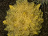  ( - HMSC174_02819)  @11 [ ] CreativeCommons - Attribution Share-Alike (2024) Unspecified Huntsman Marine Science Centre