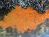  ( - PTJ_CEG06)  @11 [ ] CreativeCommons - Attribution Share-Alike (2025) Unspecified Huntsman Marine Science Centre