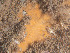  (Plocamionida - Quoddy 160)  @11 [ ] CreativeCommons - Attribution Share-Alike (2025) Unspecified Huntsman Marine Science Centre