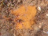  (Plocamionida ambigua - Quoddy 161)  @11 [ ] CreativeCommons - Attribution Share-Alike (2025) Unspecified Huntsman Marine Science Centre