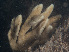  ( - Quoddy 190B)  @11 [ ] CreativeCommons - Attribution Share-Alike (2025) Unspecified Huntsman Marine Science Centre