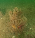  ( - ARC81639)  @11 [ ] Unspecified (default): All Rights Reserved  Huntsman Marine Science Centre Unspecified