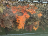  ( - SHM_CEG01)  @11 [ ] CreativeCommons - Attribution Share-Alike (2025) Unspecified Huntsman Marine Science Centre