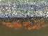  ( - STB_CEG01)  @11 [ ] CreativeCommons - Attribution Share-Alike (2025) Unspecified Huntsman Marine Science Centre