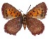  ( - Aloeides-433)  @11 [ ] by-nc-sa (2020) Jeremy Dobson Unspecified