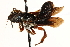  (Megachile GHA05 - CCDB-03776 A12)  @15 [ ] CreativeCommons - Attribution (2016) CBG Photography Group Centre for Biodiversity Genomics