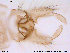  (Orthocladius schnelli - ATNA227)  @13 [ ] CreativeCommons - Attribution Non-Commercial Share-Alike (2013) NTNU Museum of Natural History and Archaeology NTNU Museum of Natural History and Archaeology