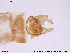  (Thienemanniella sp. 1TE - ATNA235)  @13 [ ] CreativeCommons - Attribution Non-Commercial Share-Alike (2013) NTNU Museum of Natural History and Archaeology NTNU Museum of Natural History and Archaeology