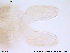  ( - ATNA333)  @13 [ ] CreativeCommons - Attribution Non-Commercial Share-Alike (2013) NTNU Museum of Natural History and Archaeology NTNU Museum of Natural History and Archaeology