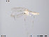  (Pentaneurella - ATNA335)  @13 [ ] CreativeCommons - Attribution Non-Commercial Share-Alike (2013) NTNU Museum of Natural History and Archaeology NTNU Museum of Natural History and Archaeology