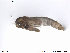  ( - ATNA370)  @12 [ ] CreativeCommons - Attribution Non-Commercial Share-Alike (2013) NTNU Museum of Natural History and Archaeology NTNU Museum of Natural History and Archaeology