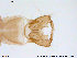  (Smittia sp. 20ES - ATNA384)  @13 [ ] CreativeCommons - Attribution Non-Commercial Share-Alike (2013) NTNU Museum of Natural History and Archaeology NTNU Museum of Natural History and Archaeology