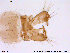  (Limnophyes habilis - ATNA414)  @13 [ ] CreativeCommons - Attribution Non-Commercial Share-Alike (2013) NTNU Museum of Natural History and Archaeology NTNU Museum of Natural History and Archaeology