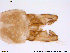  (Rheocricotopus sp. 3ES - ATNA467)  @13 [ ] CreativeCommons - Attribution Non-Commercial Share-Alike (2013) NTNU Museum of Natural History and Archaeology NTNU Museum of Natural History and Archaeology