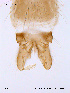  ( - ATNA221)  @12 [ ] CreativeCommons - Attribution Non-Commercial Share-Alike (2011) NTNU Museum of Natural History and Archaeology NTNU Museum of Natural History and Archaeology