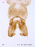  ( - ATNA261)  @12 [ ] CreativeCommons - Attribution Non-Commercial Share-Alike (2011) NTNU Museum of Natural History and Archaeology NTNU Museum of Natural History and Archaeology