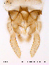  ( - ATNA38)  @12 [ ] CreativeCommons - Attribution Non-Commercial Share-Alike (2011) NTNU Museum of Natural History and Archaeology NTNU Museum of Natural History and Archaeology