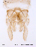  ( - ATNA517)  @12 [ ] CreativeCommons - Attribution Non-Commercial Share-Alike (2011) NTNU Museum of Natural History and Archaeology NTNU Museum of Natural History and Archaeology