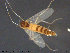 ( - ATNA533)  @11 [ ] CreativeCommons - Attribution Non-Commercial Share-Alike (2015) NTNU University Museum, Department of Natural History NTNU University Museum, Department of Natural History
