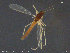  ( - ATNA535)  @11 [ ] CreativeCommons - Attribution Non-Commercial Share-Alike (2015) NTNU University Museum, Department of Natural History NTNU University Museum, Department of Natural History