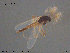  (Smittia sp. 30ES - ATNA553)  @12 [ ] CreativeCommons - Attribution Non-Commercial Share-Alike (2015) NTNU University Museum, Department of Natural History NTNU University Museum, Department of Natural History